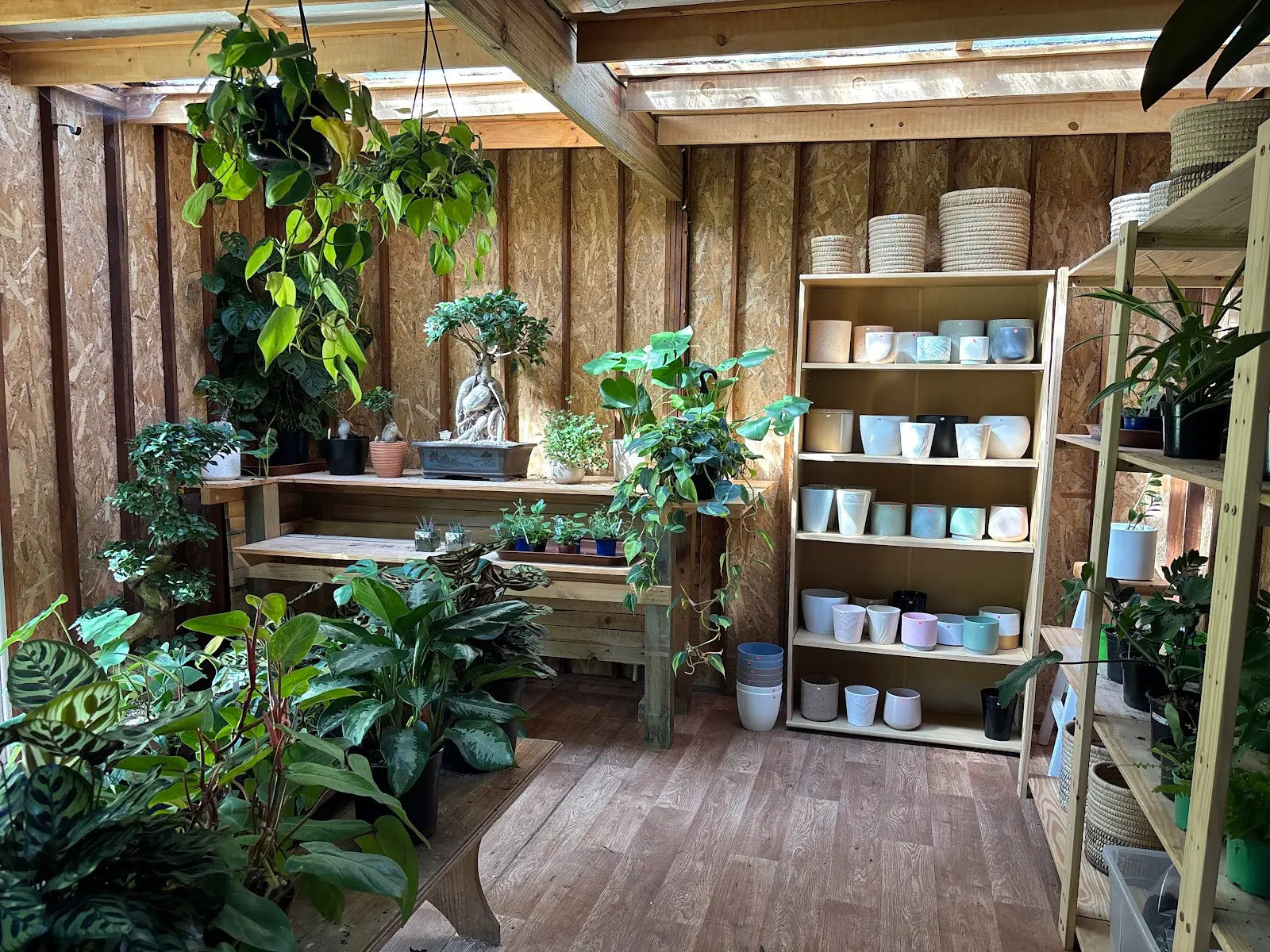 Flourish Plants, photo 7