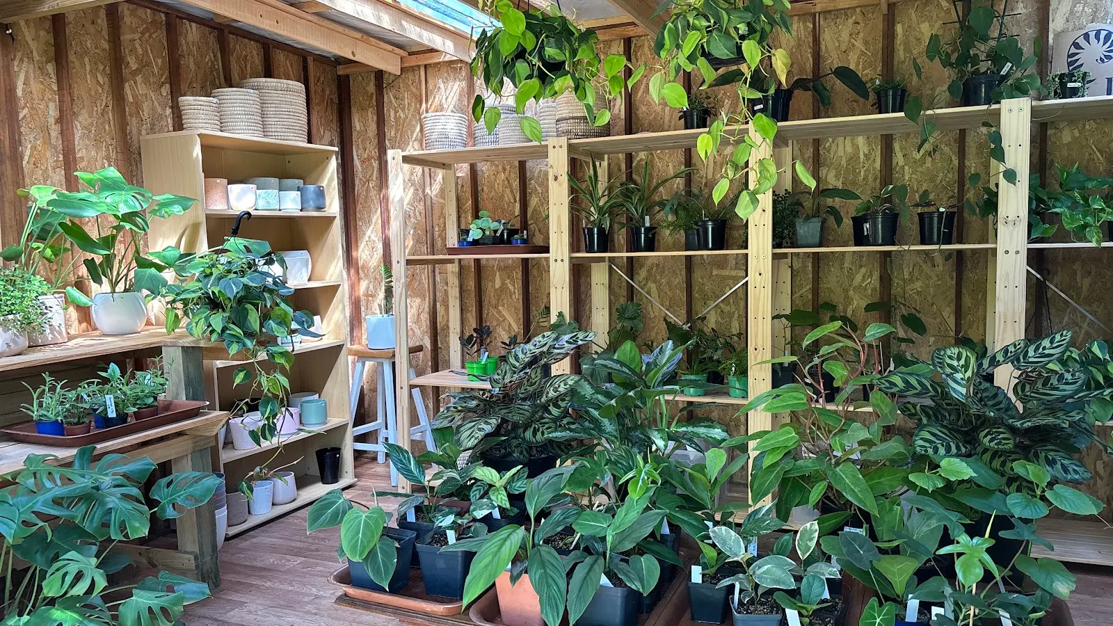 Flourish Plants, photo 2
