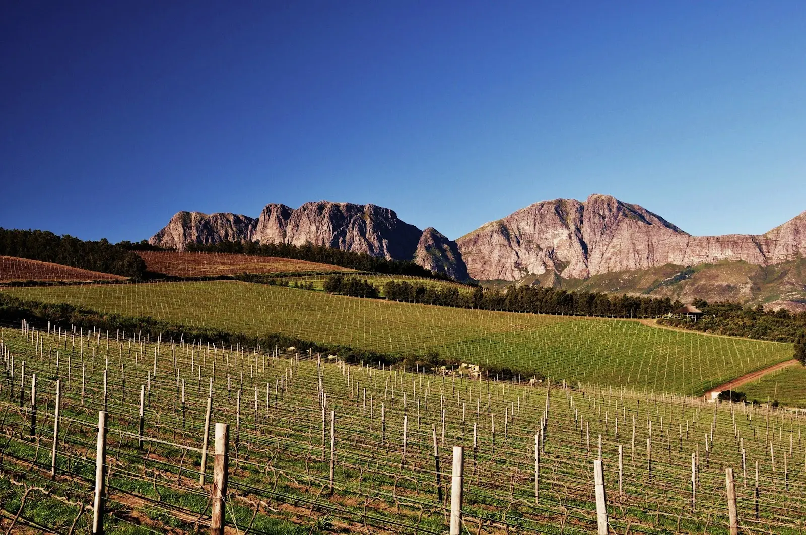 Waterkloof Wine Estate, photo 4