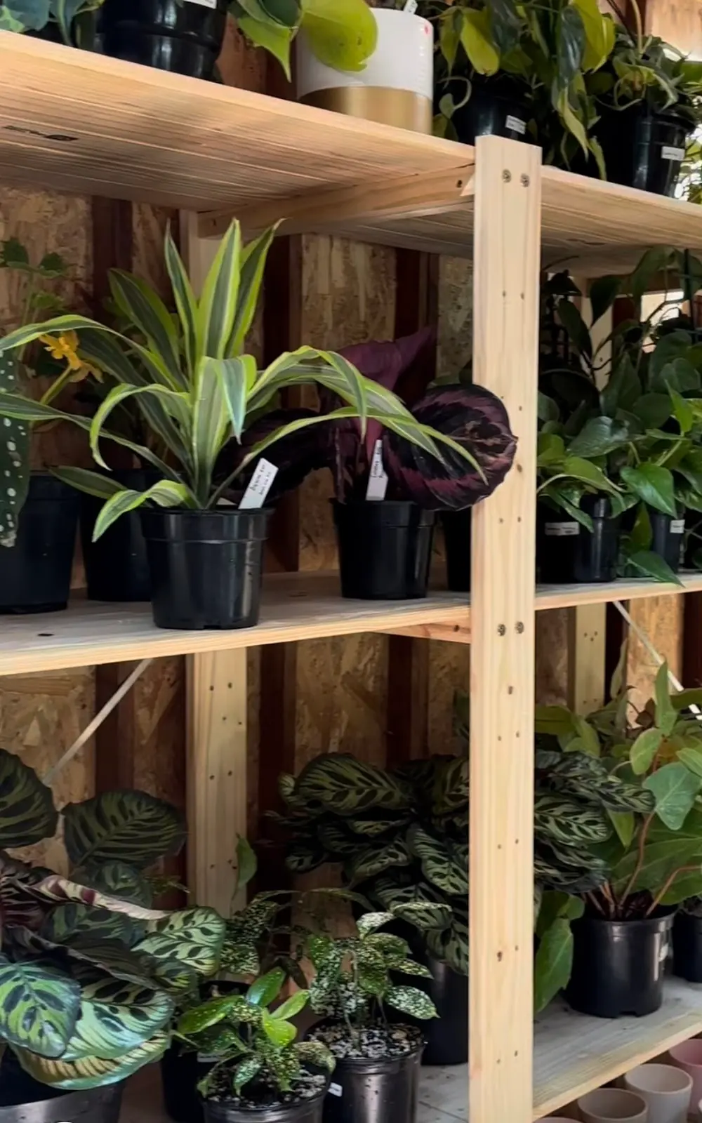 Flourish Plants, photo 4