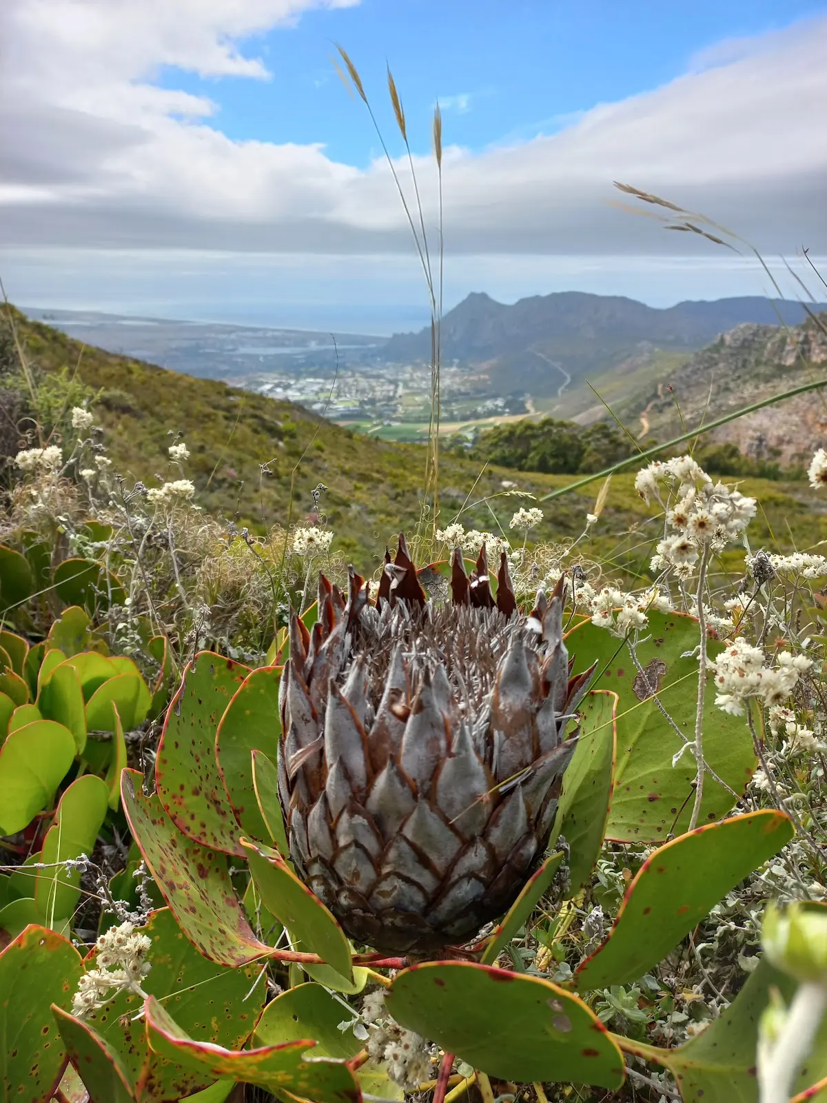 Silvermine Nature Reserve, photo 10