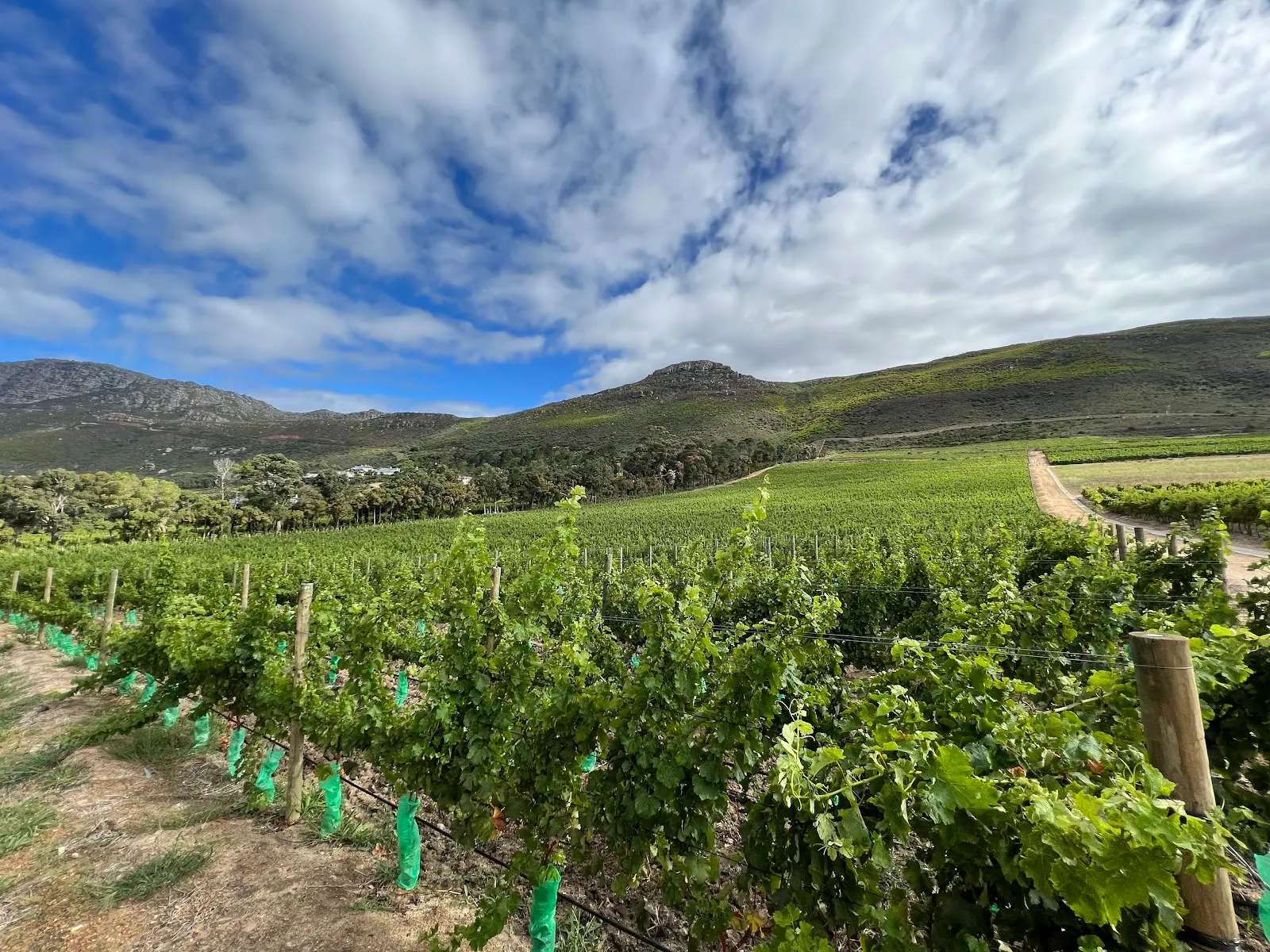 Steenberg Tasting Room, photo 6