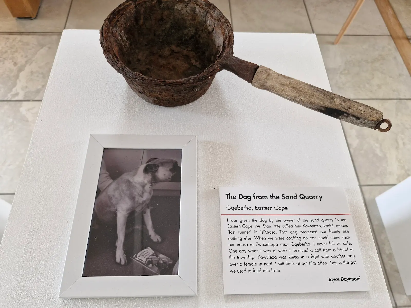 Museum of Dogs, photo 3